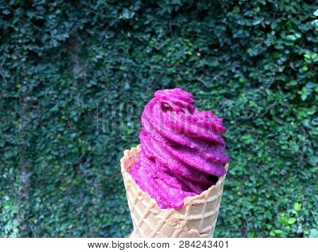 Violet Ice Cream Cone On Small Green Leaves Wall Background. Violet Ice Cream Made By Jambolan Or Ja