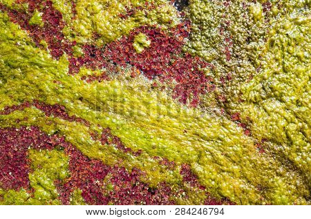colorful red azolla floating of the river at winter at Wujie , Nantou, Taiwan