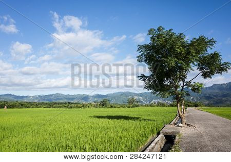 road at green paddy farm in the countryside