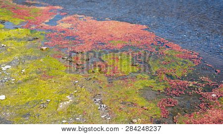 colorful red azolla floating of the river at winter at Wujie , Nantou, Taiwan