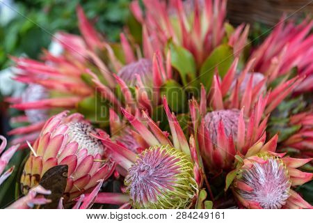 King Protea Or  Protea Cynaroides The National Flower Of South Africa