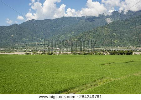 landscape of green paddy farm at countryside