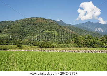 landscape of green paddy farm at countryside