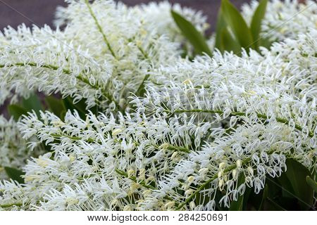 Dendrobium Speciosum Group Of Small White Flowers In Bloom, Orchid Flowers