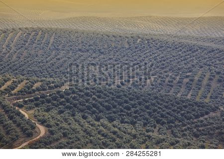 Olive Tree Fields In Andalusia. Spanish Agricultural Harvest Landscape. Jaen