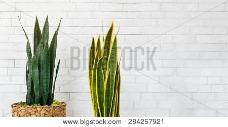 Interior Decoration. Snake Plants In Pots On White Background, Free Space
