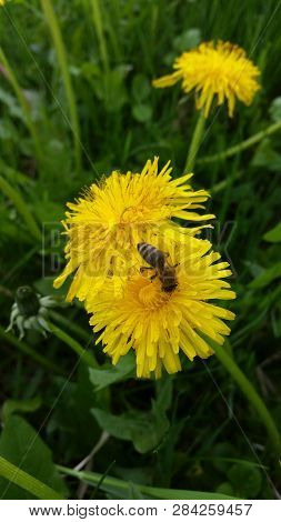 Beautiful Bee On  Yellow Flower  In Springtime