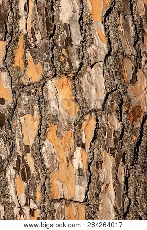 Detail Of A Maritime Pine Bark (pinus Pinaster). Wooden Texture Or Background