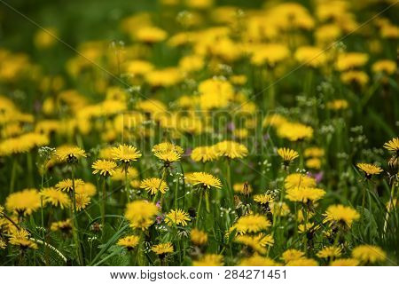 Dandelion Yellow Flower Growing On The Green Meadow In Spring Time, Natoral Seasonal Floral Backgrou
