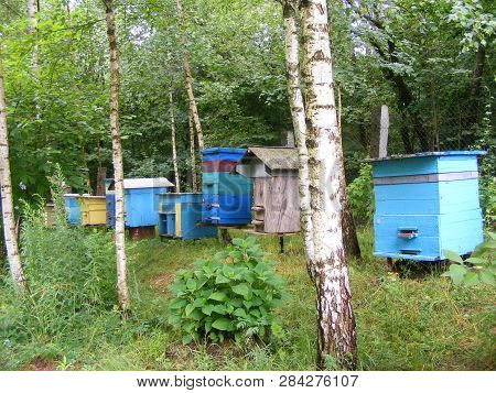 Forest Apiary On The Meadow With Trees