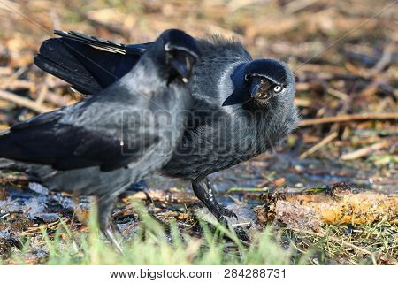 A Pair Of Jackdaws On A Blustery Day