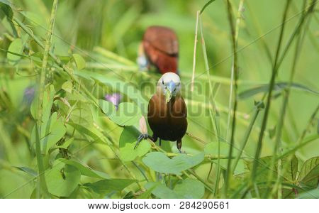 White-headed Munia Is Eating Seeds. The White-headed Munia Lonchura Maja Is A Species Of Estrildid F