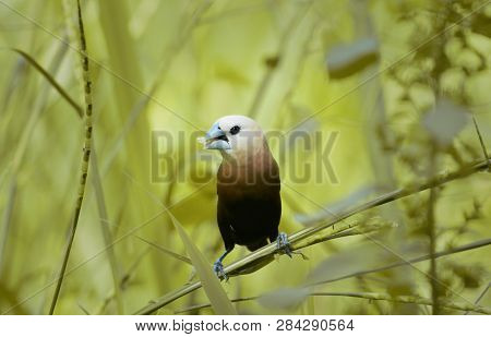 White-headed Munia Is Eating Seeds. The White-headed Munia Lonchura Maja Is A Species Of Estrildid F
