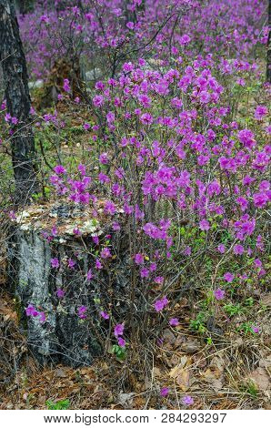 Ledum. The Fabulous Beauty Of Our Spring Forests And Hills. The First Spring Flowers On The Forest E