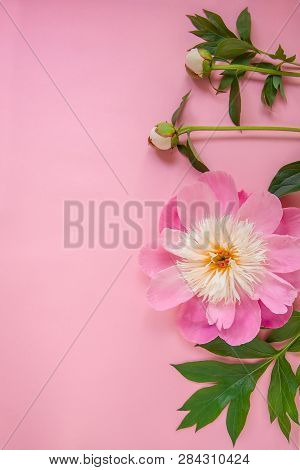 Peony Flowers, Branches, Leaves And Petals With Space For Text On A Pink Background. Peony Flower Te