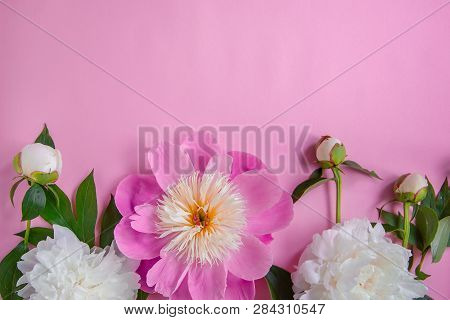 Peony Flowers, Branches, Leaves And Petals With Space For Text On A Pink Background. Peony Flower Te