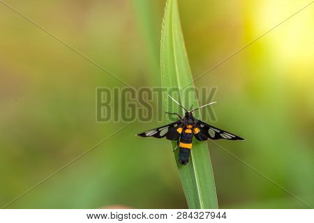 Handmaiden Moth Resting On Grassblack Insects Nest On Beautiful Green Grass Leaves.
