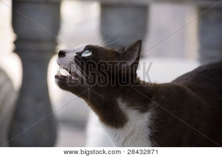 Jagt kat