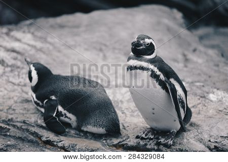 Group Of Magellanic Penquins - Spheniscus Magellanicus