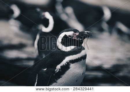 Group Of Magellanic Penquins - Spheniscus Magellanicus