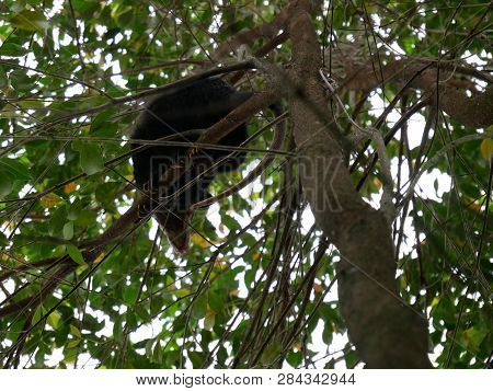 Wild Oppossum Climbing A Tree During The Day On The Backyard Of A House In Envigado Colombia