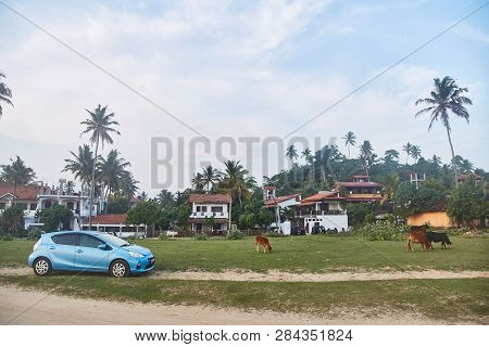 A Small Village In Sri Lanka. Cows Graze. Midigama
