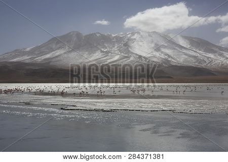 Group Of Pink Flamingos In The Colorful Water Of Laguna Colorada, Among The Most Important Travel De