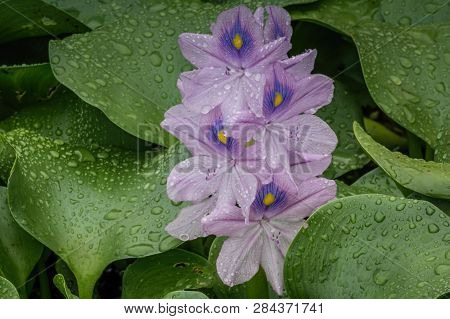 Beautiful Water Hyacinth Floating Peacefully On The St. Johns River
