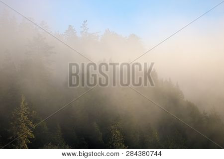 Fog And Low Stratus Clouds Surrounding A Lush Pine Forest On A Mountain Ridge Taken In The Rural Nor