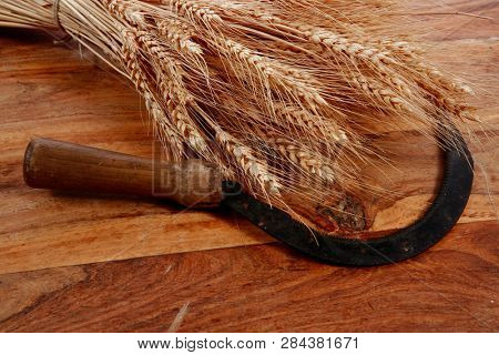 bunch of mown wheat ears with vintage handmade reaper hook sickle on light wooden table
