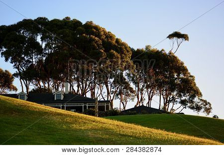 Eucalyptus Trees, Very Large Trees Of The Myrtle Family (myrtaceae), Native To Australia, Tasmania, 