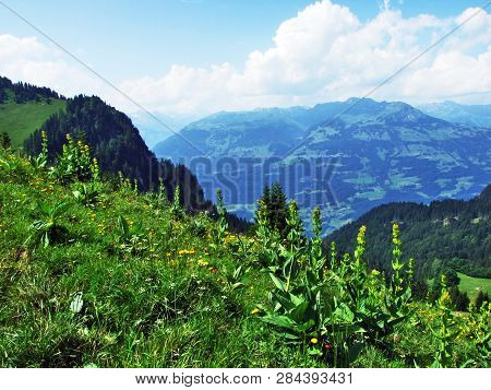 Alpine Wild Flowers On The Gonzen Mountain Above Sargans And The River Rhine Valley - Canton Of St. 