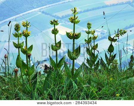Alpine Wild Flowers On The Gonzen Mountain Above Sargans And The River Rhine Valley - Canton Of St. 