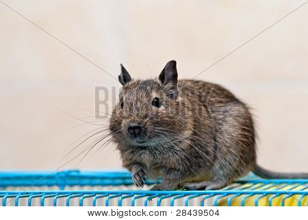 Degu istuu häkki