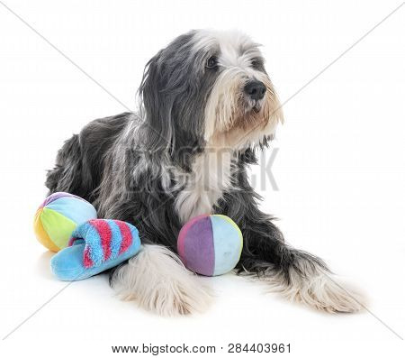 Bearded Collie In Front Of White Background