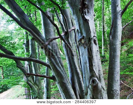 Trees And Deciduous Forests On The Slopes Of Gonzen Mountain - Canton Of St. Gallen, Switzerland