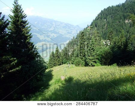 Trees And Mixed Forests On The Slopes Of Gonzen Mountain - Canton Of St. Gallen, Switzerland
