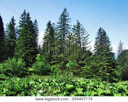 Trees And Evergreen Forests On The Slopes Of Gonzen Mountain - Canton Of St. Gallen, Switzerland