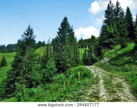 Trees And Evergreen Forests On The Slopes Of Gonzen Mountain - Canton Of St. Gallen, Switzerland