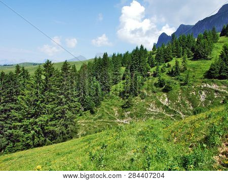 Trees And Evergreen Forests On The Slopes Of Gonzen Mountain - Canton Of St. Gallen, Switzerland