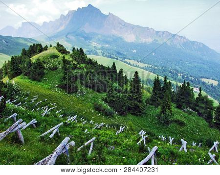 Trees And Evergreen Forests On The Slopes Of Gonzen Mountain - Canton Of St. Gallen, Switzerland
