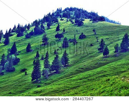 Trees And Evergreen Forests On The Slopes Of Gonzen Mountain - Canton Of St. Gallen, Switzerland