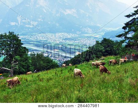 Cows On The Pastures Of The Slopes Of Gonzen Mountain In The Appenzell Alps Mountain Range - Canton 