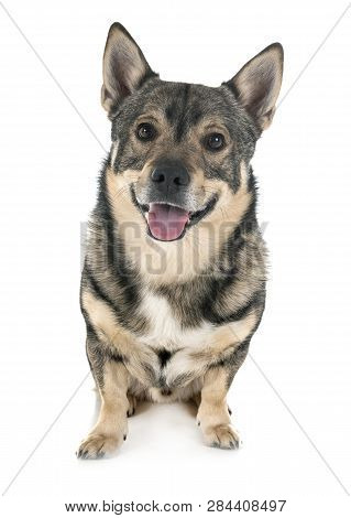 Swedish Vallhund In Front Of White Background