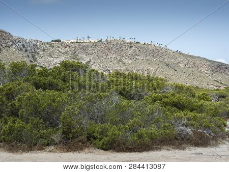 Pine Grove Of Aleppo Pine, Pinus Halepensis, Growing On Dunes. Photo Taken In Santa Pola, Alicante, 