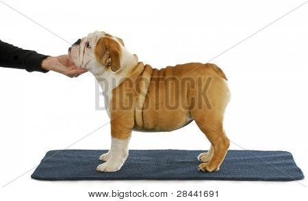 empilhamento Mostrar puppy - filhote de bulldog Inglês Mostrar sendo empilhado em um tapete azul