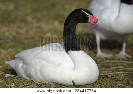 Black-necked Swan - Cygnus Melancoryphus 
From South America
