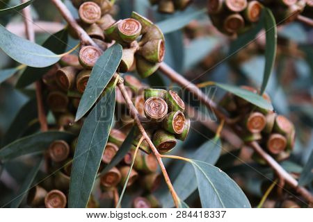 Australian Eucalyptus Globulus Tree With Its Seeds