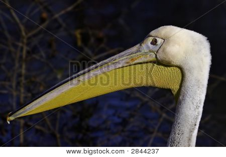 Pelikan