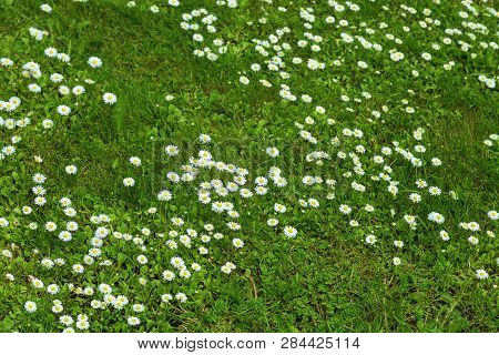 White Daisies Among The Green Grass, Spring Lawn, Meadow Grass. Selective Focus.